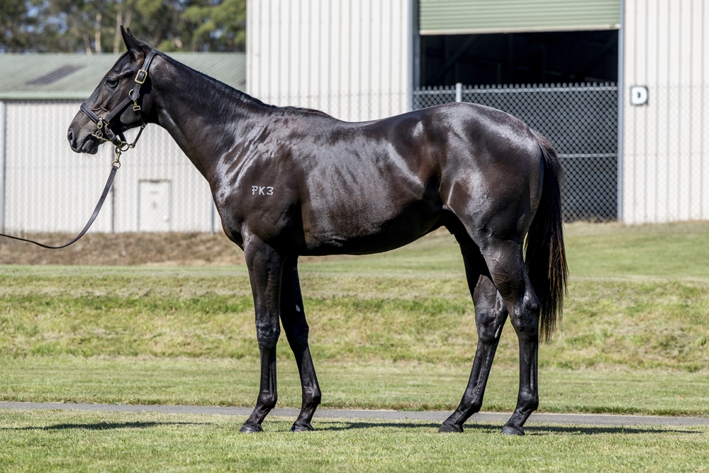 North Pacific (AUS) / Delaluna (AUS) 2023 Colt - Image 1