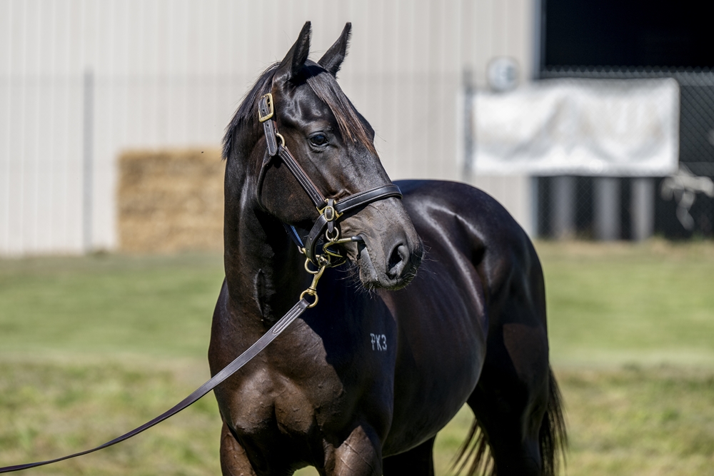 North Pacific (AUS) / Delaluna (AUS) 2023 Colt - Image 2