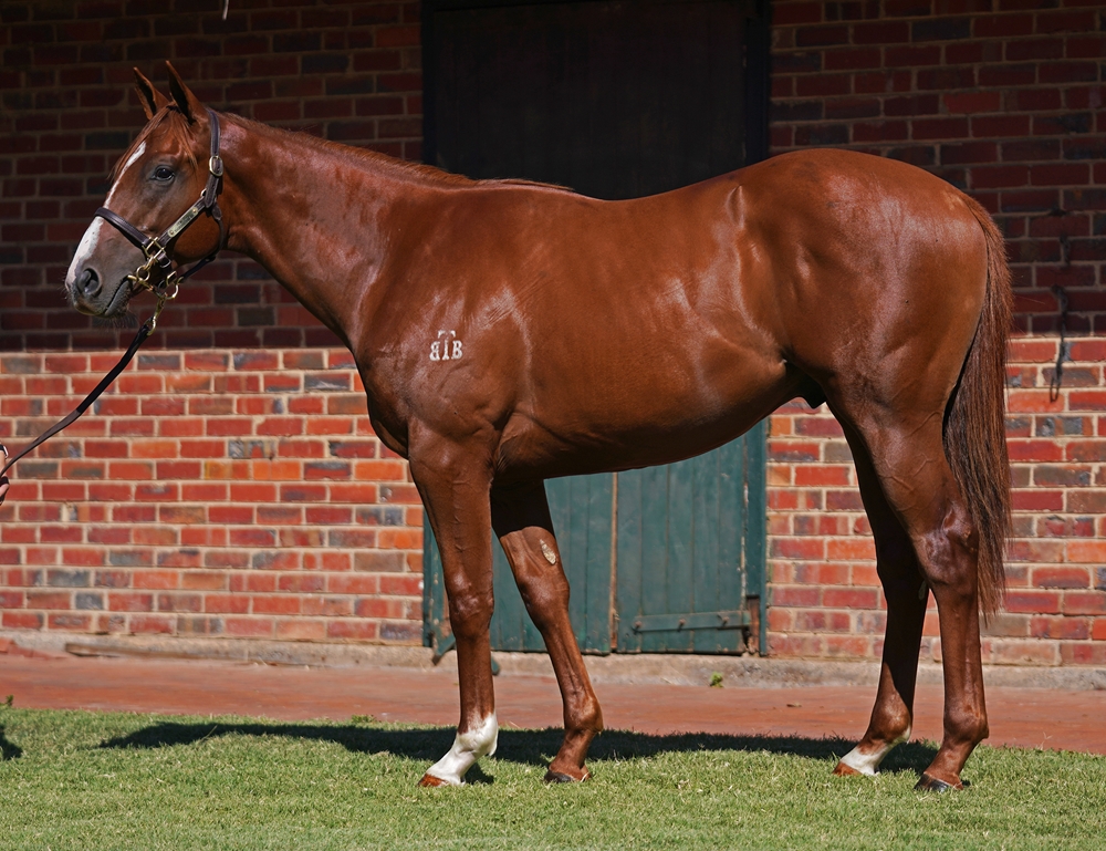 Tiger of Malay (AUS) / Foxy Free (AUS) 2023 Colt - Image 1
