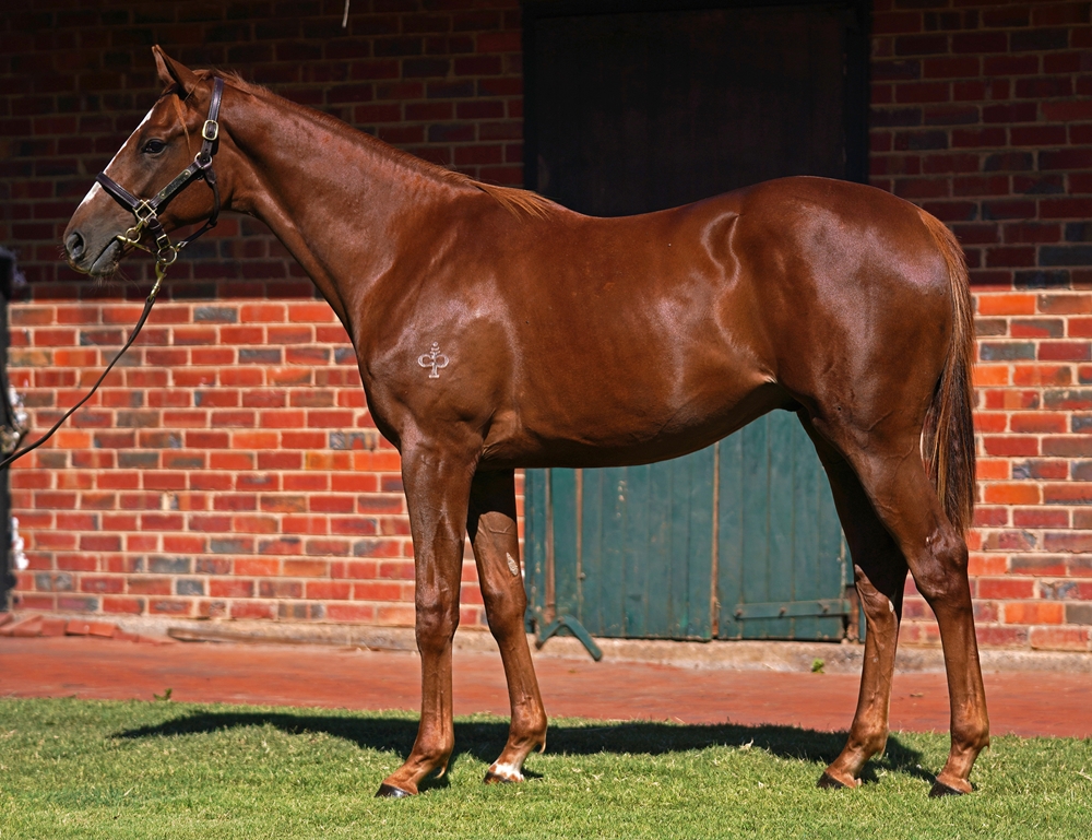 Ghaiyyath (IRE) / Writing (AUS) 2023 Colt - Image 1