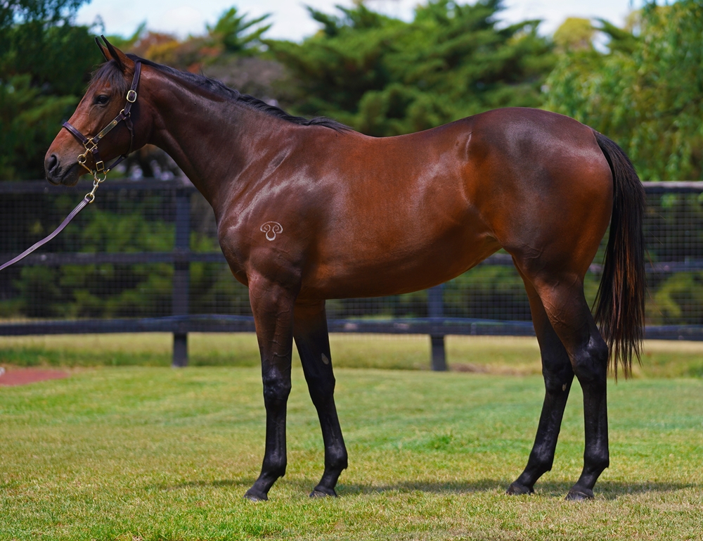 Tassort (AUS) / Hoity Toity (AUS) 2023 Filly - Image 1