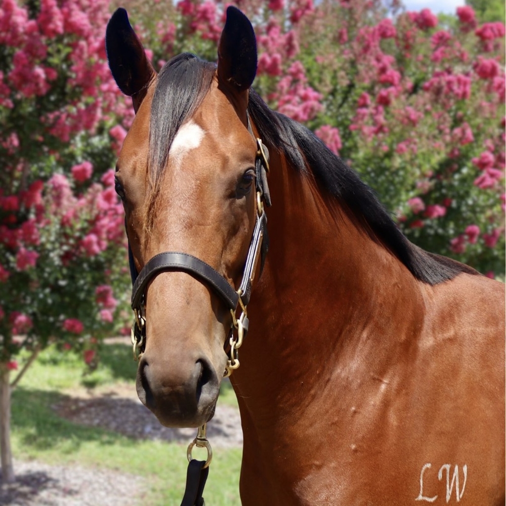 King's Legacy (AUS) / Shiso (AUS) 2023 Colt - Image 1