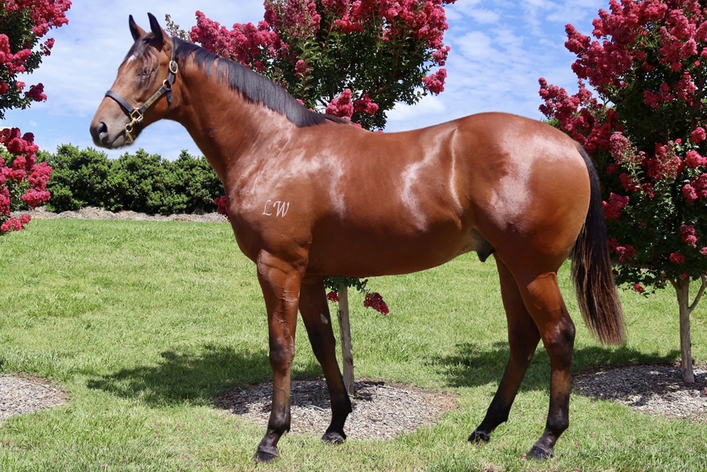 King's Legacy (AUS) / Shiso (AUS) 2023 Colt - Image 2