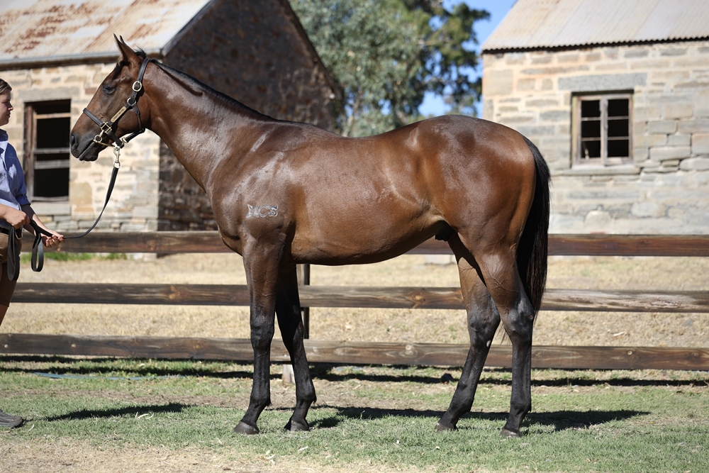 Rebel Dane (AUS) / Smokin' Al (AUS) 2023 Colt - Image 1