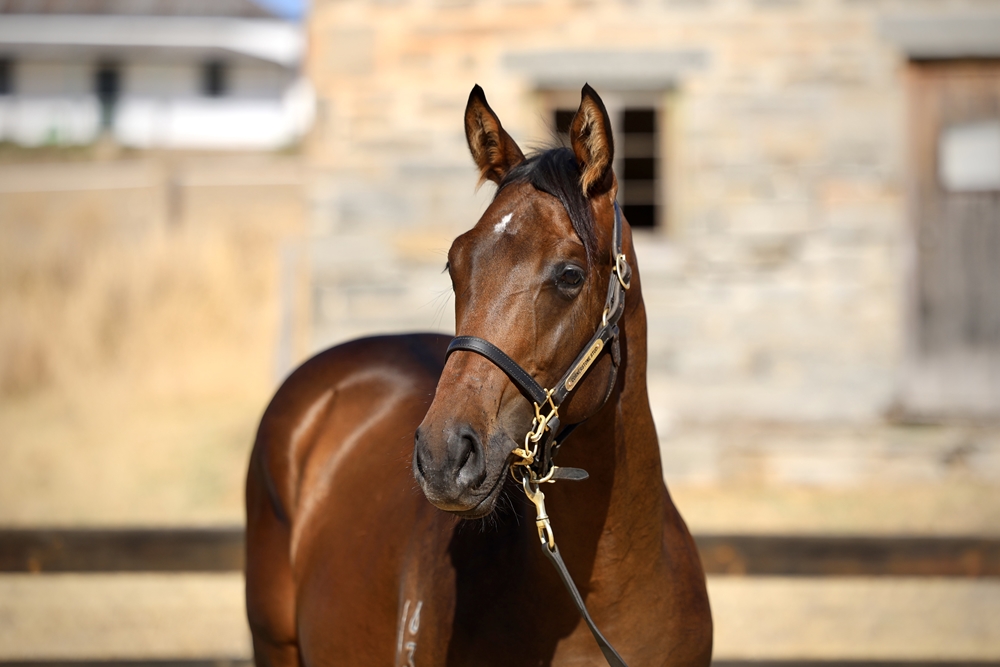 Rebel Dane (AUS) / Smokin' Al (AUS) 2023 Colt - Image 2