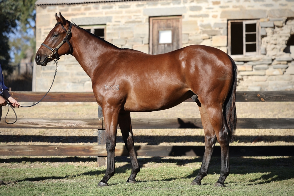 Profiteer (AUS) / The Mobot (AUS) 2023 Colt - Image 1
