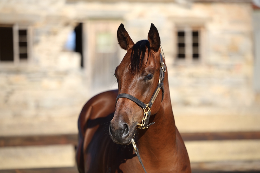 Profiteer (AUS) / The Mobot (AUS) 2023 Colt - Image 2