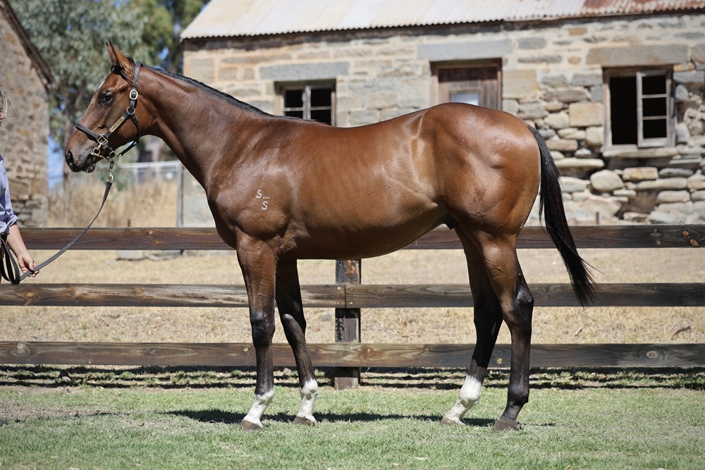 Star Turn (AUS) / Five Rocks (AUS) 2023 Colt - Image 1