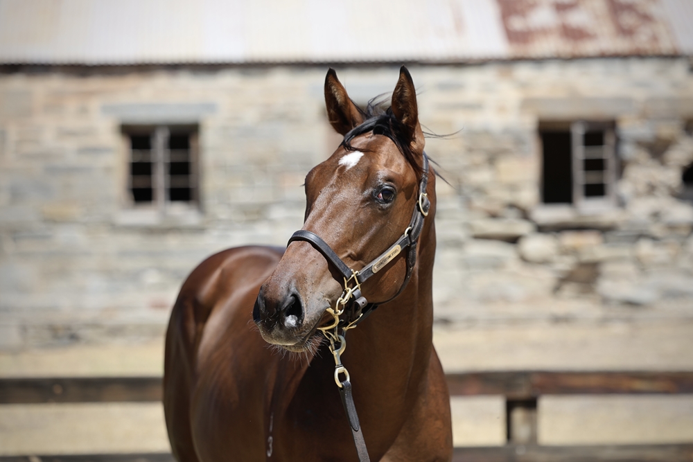 Star Turn (AUS) / Five Rocks (AUS) 2023 Colt - Image 2