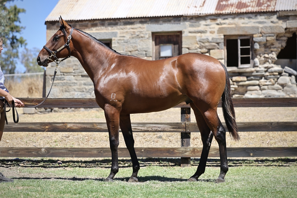 Wild Ruler (AUS) / Kennocha (AUS) 2023 Colt - Image 1