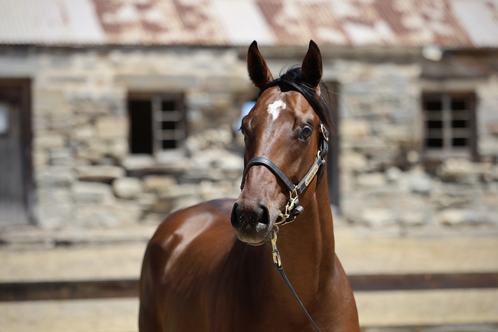 Wild Ruler (AUS) / Kennocha (AUS) 2023 Colt - Image 2