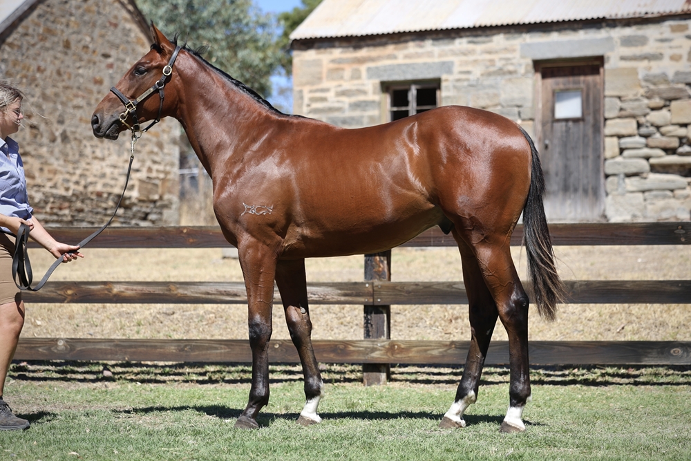 Fierce Impact (JPN) / Let's Twist (AUS) 2023 Colt - Image 1