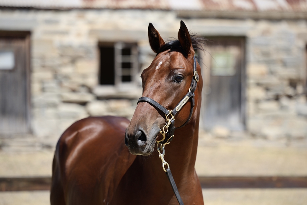 Fierce Impact (JPN) / Let's Twist (AUS) 2023 Colt - Image 2