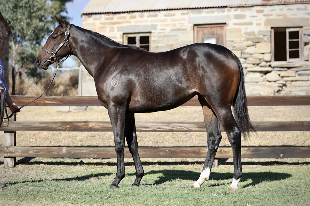 Lucky Vega (IRE) / Longmu (AUS) 2023 Filly - Image 1