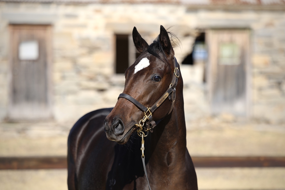 Lucky Vega (IRE) / Longmu (AUS) 2023 Filly - Image 2