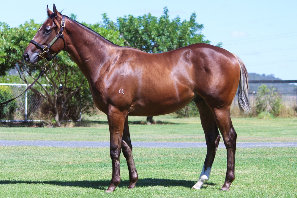 Sensei (AUS) / Noccisha (AUS) 2023 Colt - Image 1