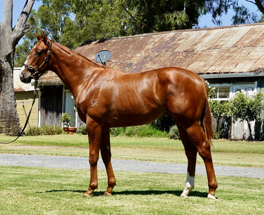 All Too Hard (AUS) / Cherokee Blossom (AUS) 2023 Colt - Image 1