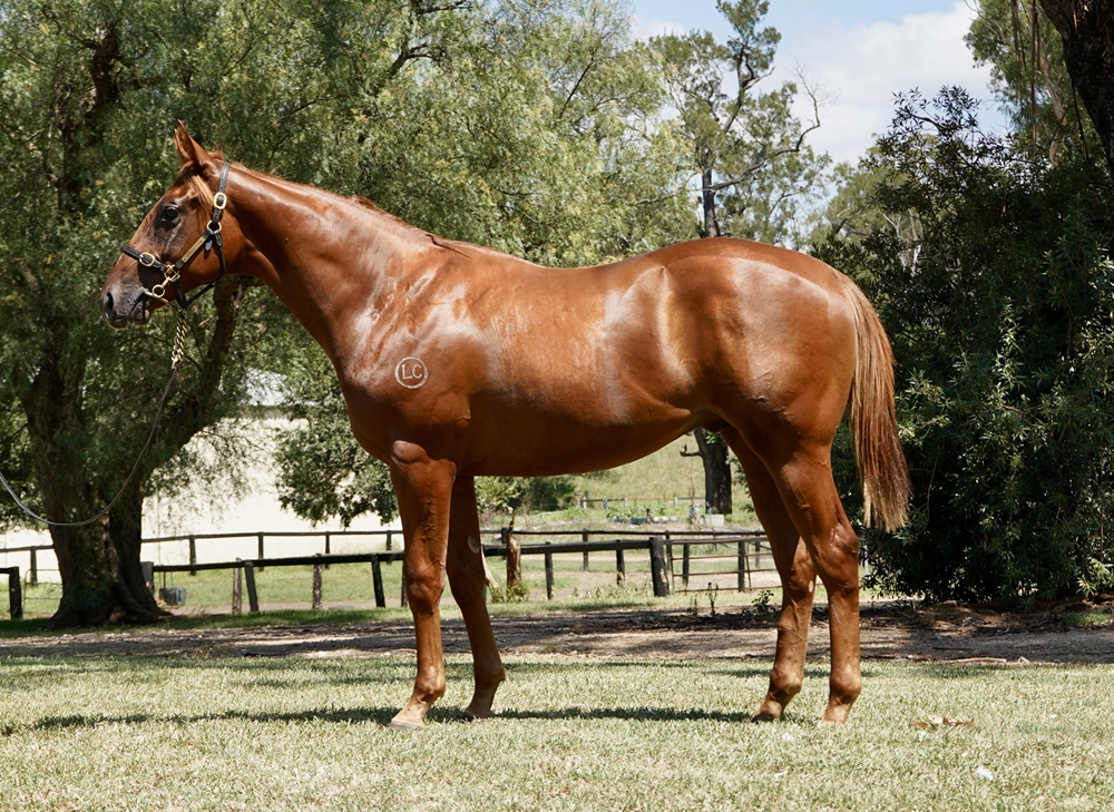 Stay Inside (AUS) / Kisses for Chloe (AUS) 2023 Colt - Image 1