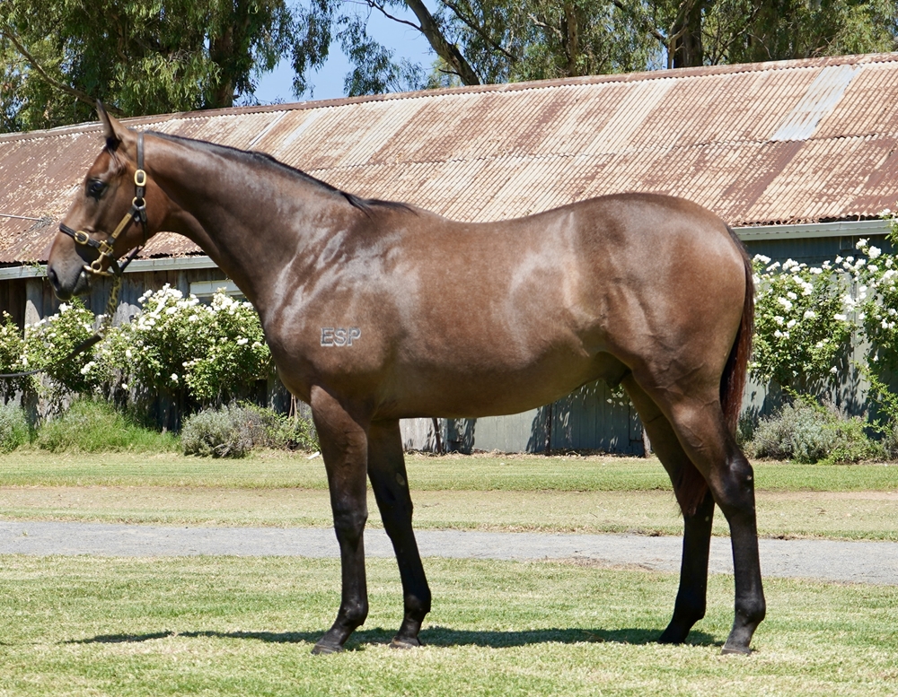 All Too Hard (AUS) / Luzonica (AUS) 2023 Colt - Image 1