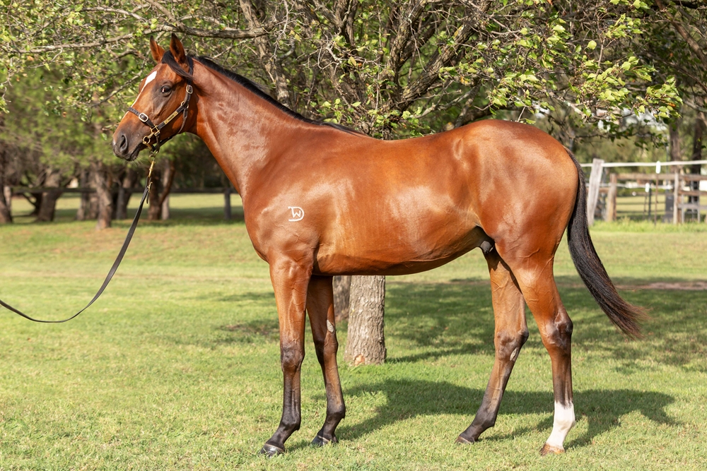 Russian Camelot (IRE) / Gilago (AUS) 2023 Colt - Image 1