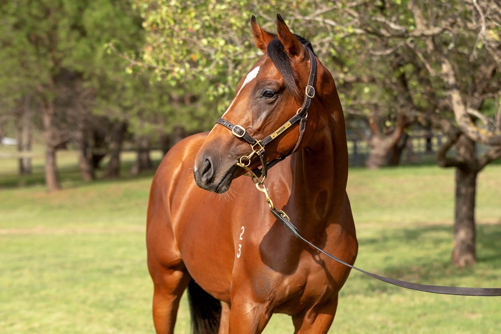 Russian Camelot (IRE) / Gilago (AUS) 2023 Colt - Image 2