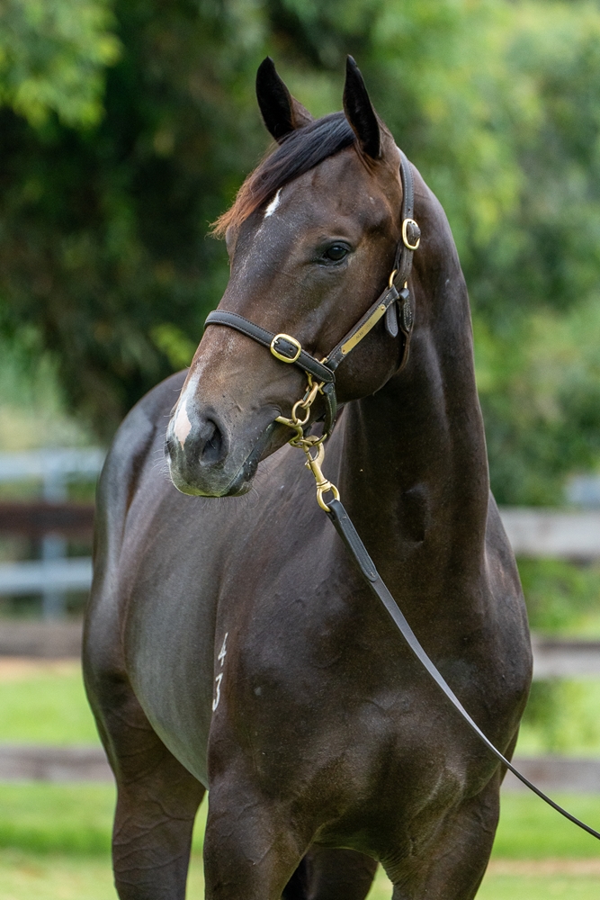 Hellbent (AUS) / Glasgow Grey (NZ) 2023 Colt - Image 1