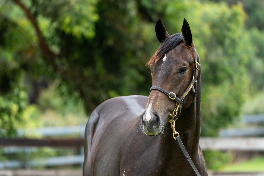 Hellbent (AUS) / Glasgow Grey (NZ) 2023 Colt - Image 2