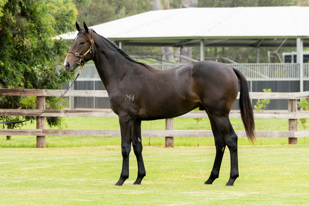 Hellbent (AUS) / Glasgow Grey (NZ) 2023 Colt - Image 3