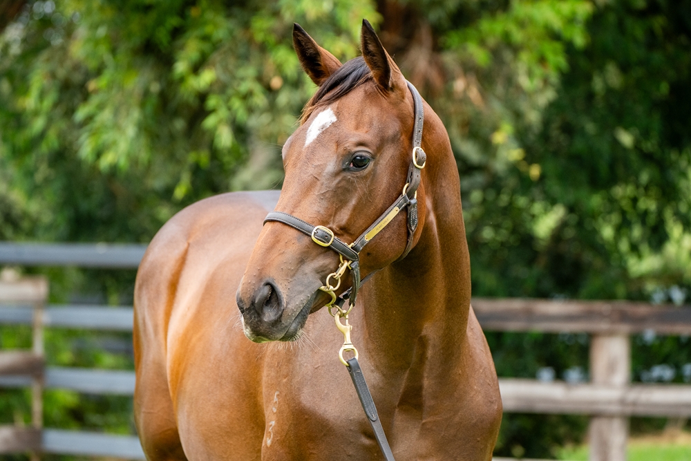 Graff (AUS) / Casquets (AUS) 2023 Filly - Image 1
