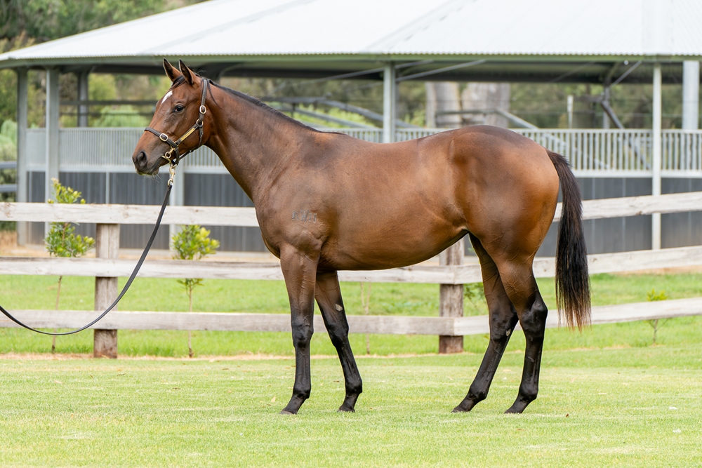 Graff (AUS) / Casquets (AUS) 2023 Filly - Image 3