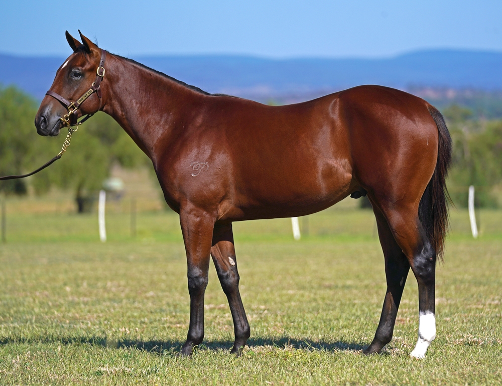 Earthlight (IRE) / Snip Missile (AUS) 2023 Colt - Image 1