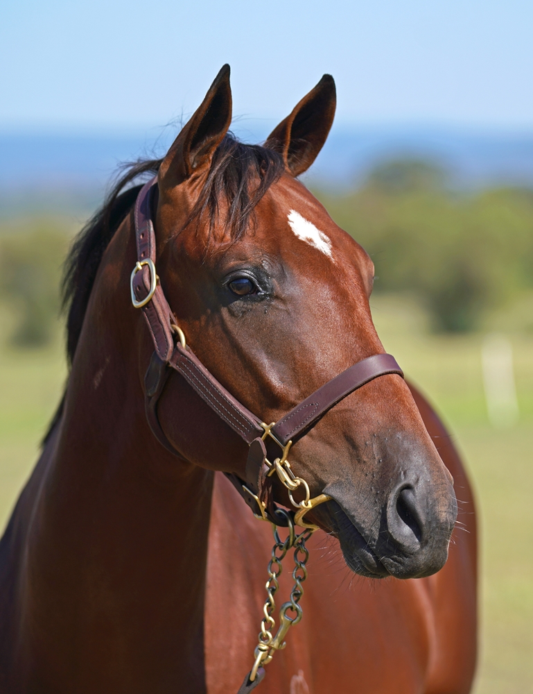 Earthlight (IRE) / Snip Missile (AUS) 2023 Colt - Image 2