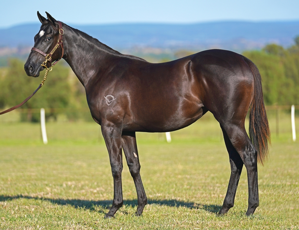 Tassort (AUS) / Syzygy Blossom (AUS) 2023 Filly - Image 1