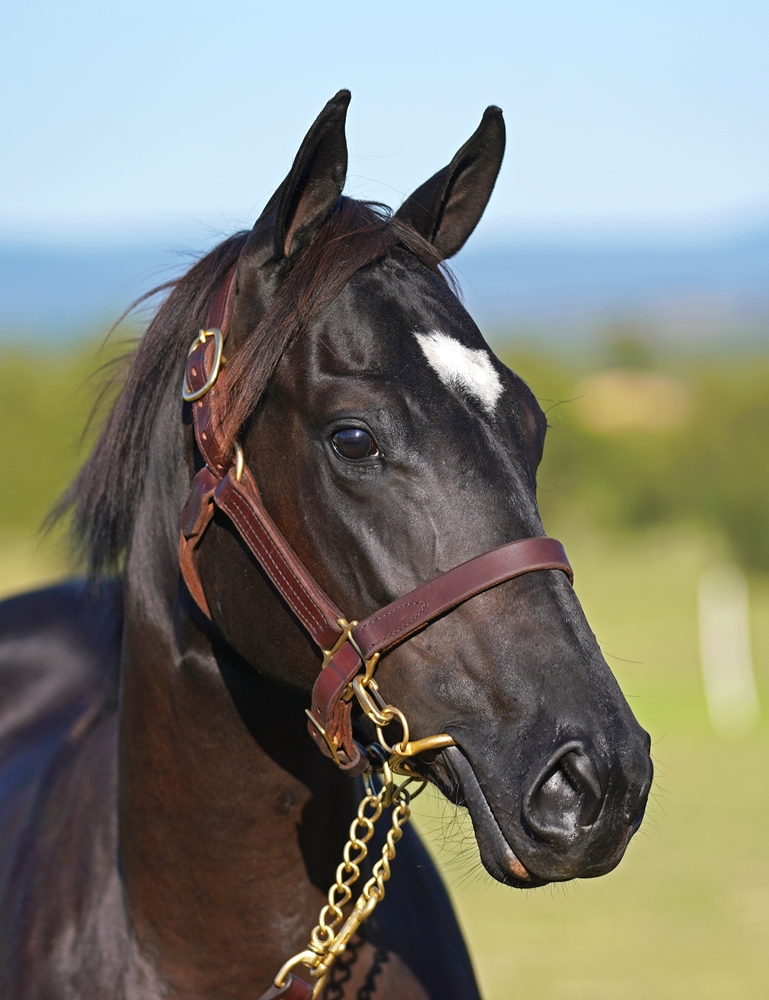 Tassort (AUS) / Syzygy Blossom (AUS) 2023 Filly - Image 2