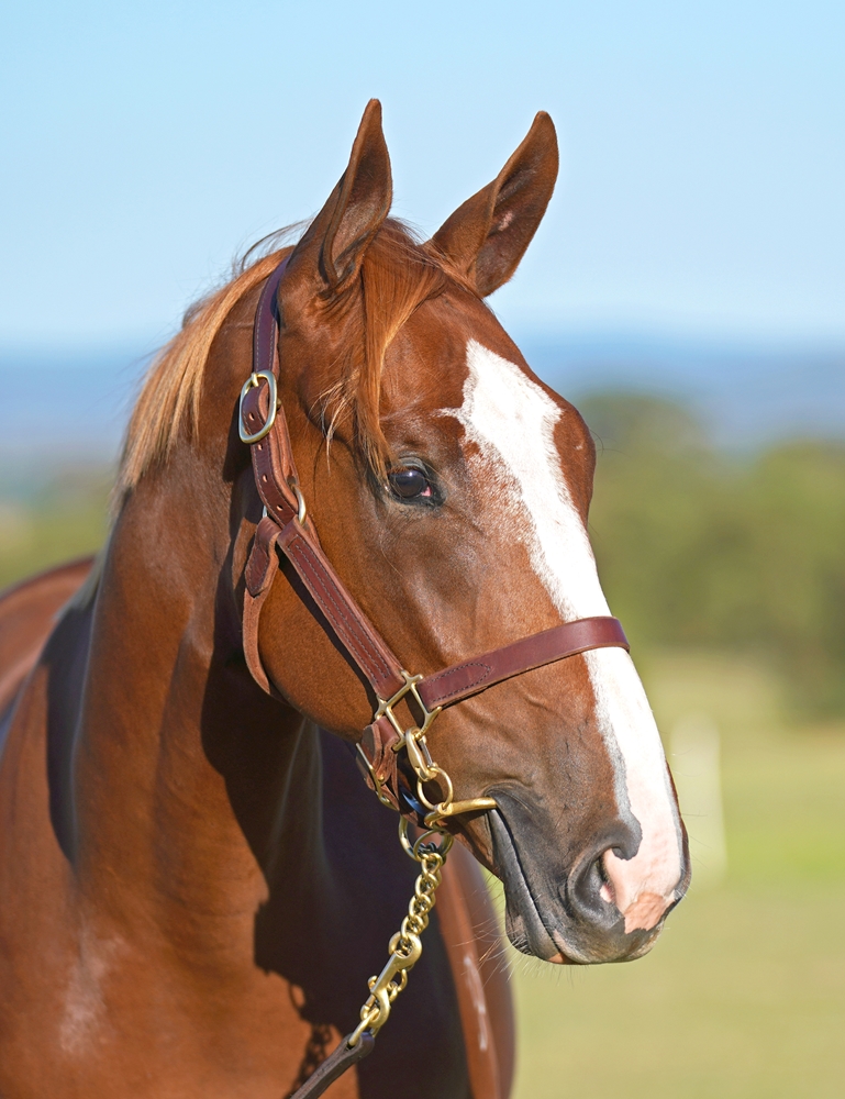 Written Tycoon (AUS) / Taraji (AUS) 2023 Filly - Image 2