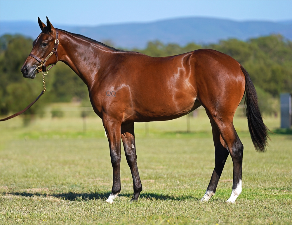 Castelvecchio (AUS) / Wave Rider (AUS) 2023 Filly - Image 1