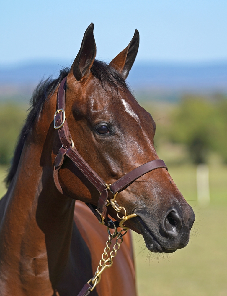 Castelvecchio (AUS) / Wave Rider (AUS) 2023 Filly - Image 2