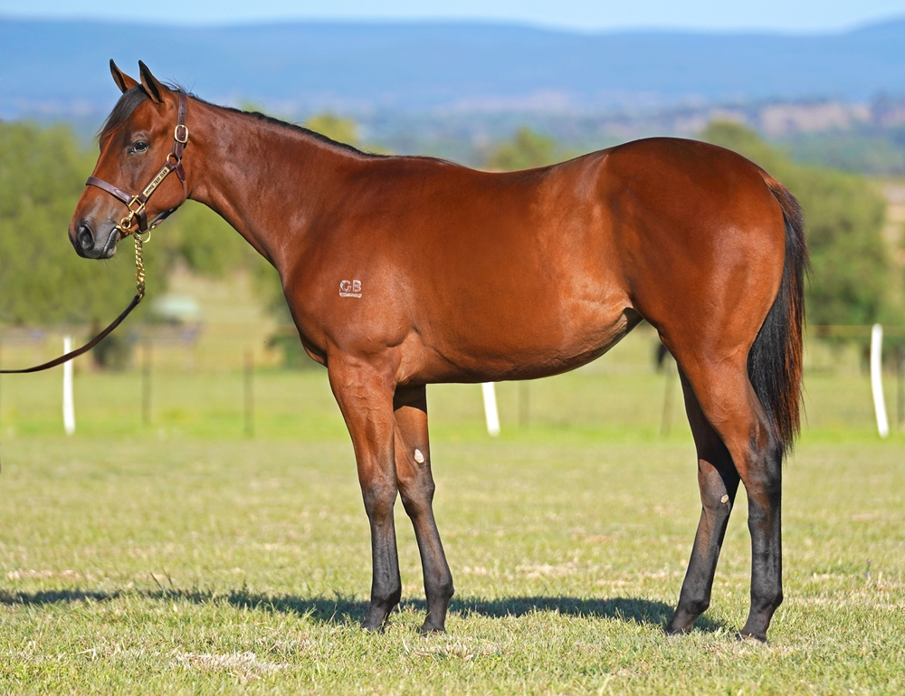 King's Legacy (AUS) / Wonderland (IRE) 2023 Filly - Image 1
