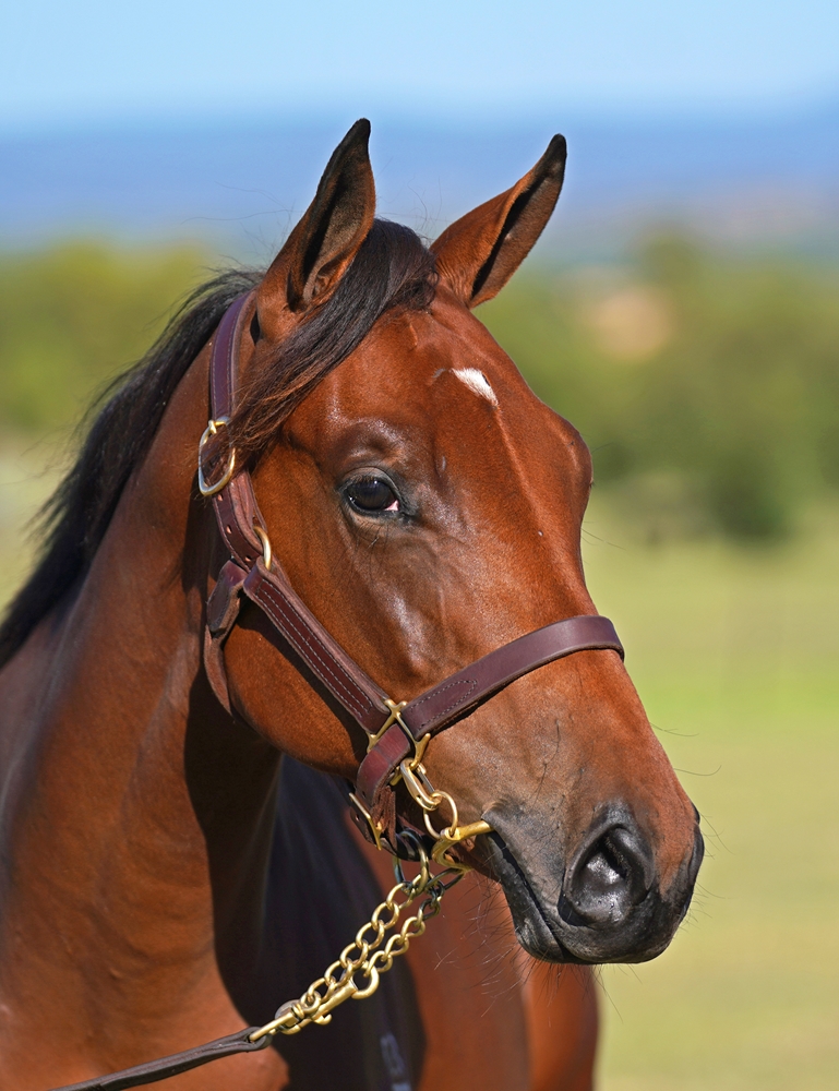 King's Legacy (AUS) / Wonderland (IRE) 2023 Filly - Image 2