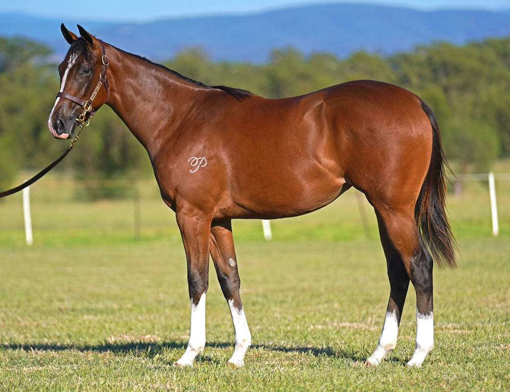 Acrobat (AUS) / Kutina (FR) 2023 Filly - Image 1