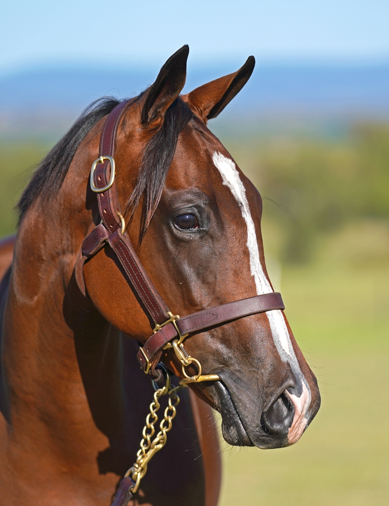 Acrobat (AUS) / Kutina (FR) 2023 Filly - Image 2