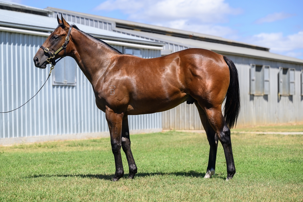 Astern (AUS) / Menorca (AUS) 2023 Colt - Image 1
