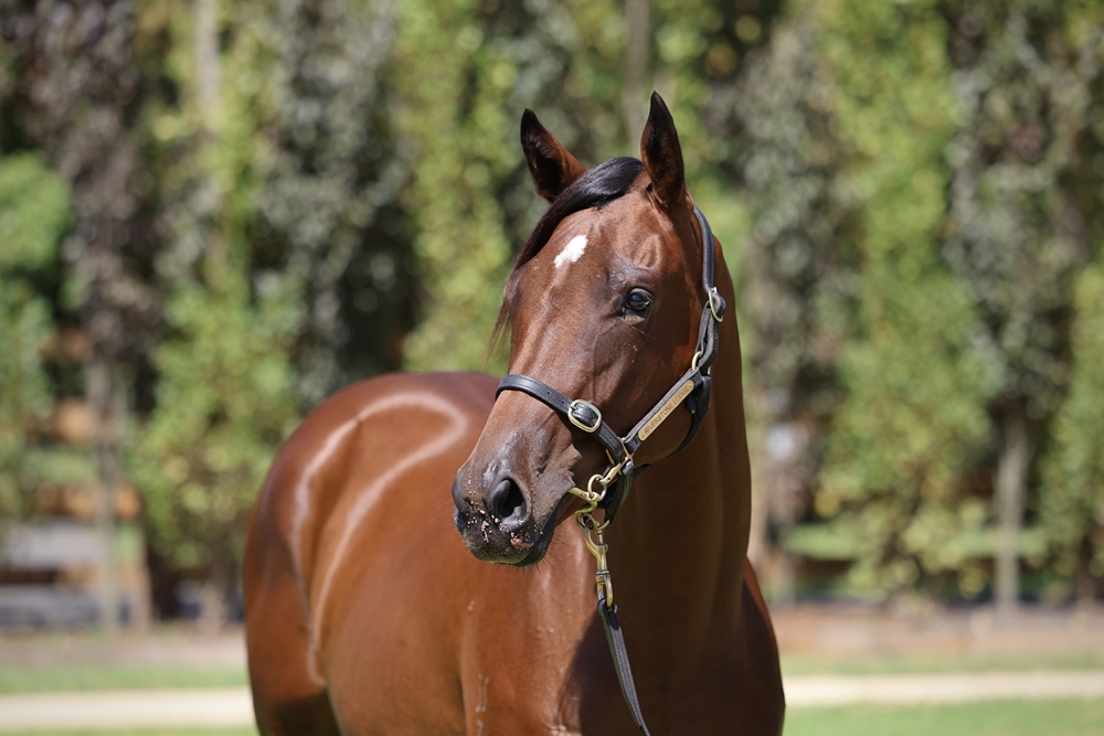 So You Think (NZ) / Minnamosa (NZ) 2023 Filly - Image 2