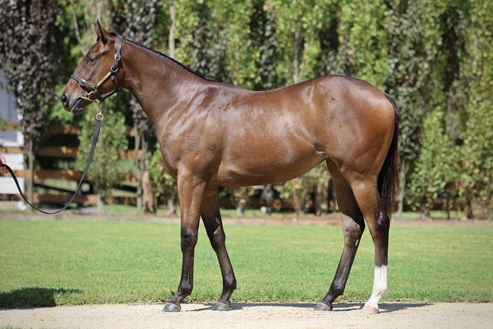 Russian Revolution (AUS) / It's Rewarding (AUS) 2023 Filly - Image 1