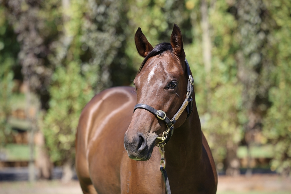 Russian Revolution (AUS) / It's Rewarding (AUS) 2023 Filly - Image 2