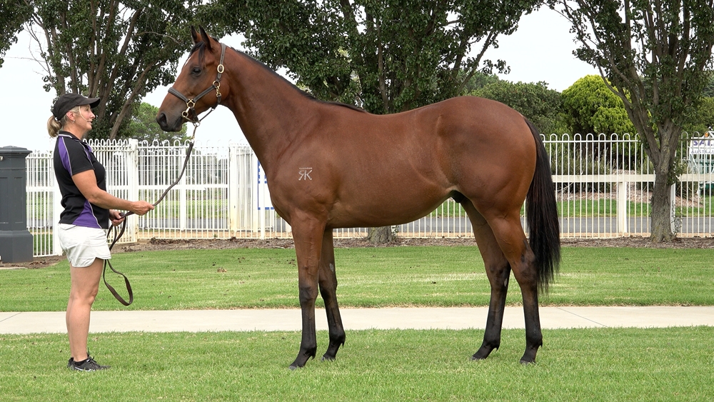 Blue Point (IRE) / Queen Annabel (AUS) 2023 Colt - Image 1