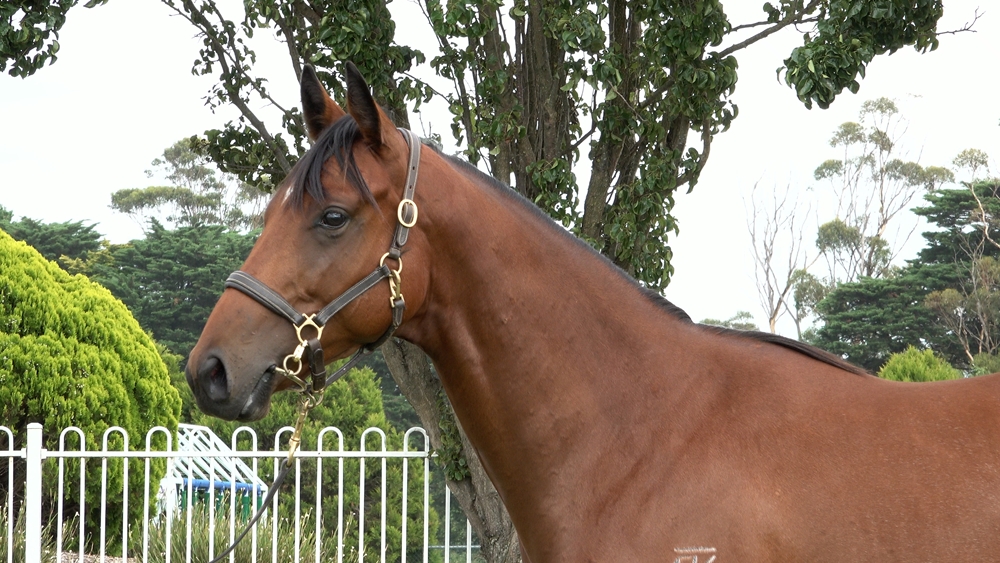 Blue Point (IRE) / Queen Annabel (AUS) 2023 Colt - Image 2