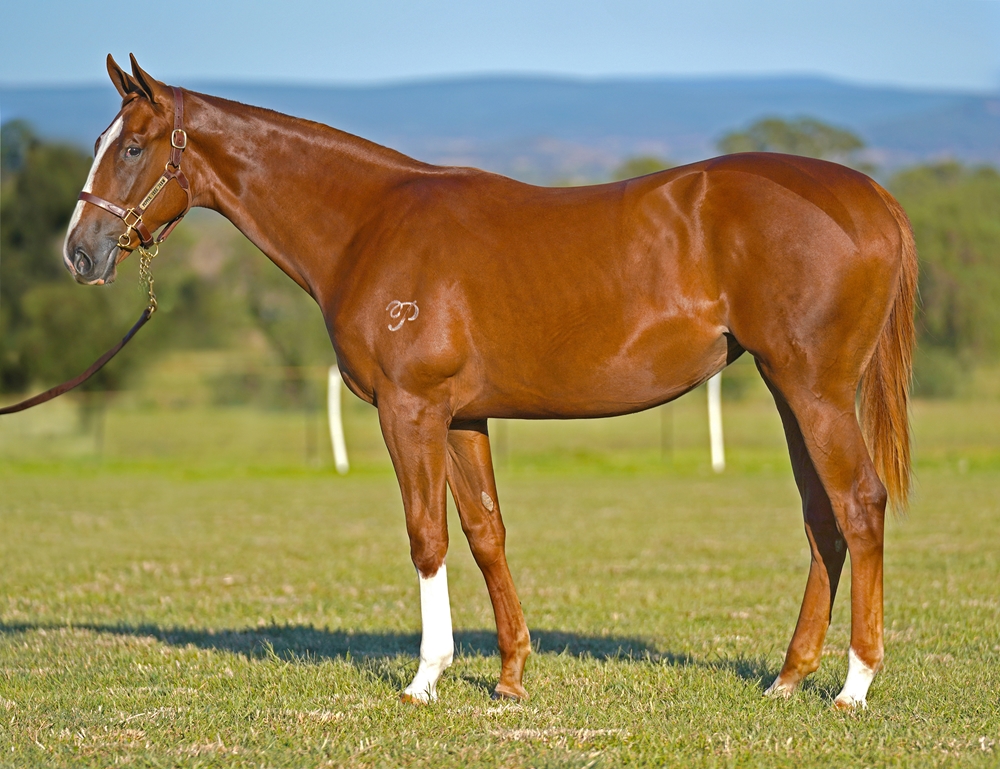 Written Tycoon (AUS) / Taraji (AUS) 2023 Filly - Image 1
