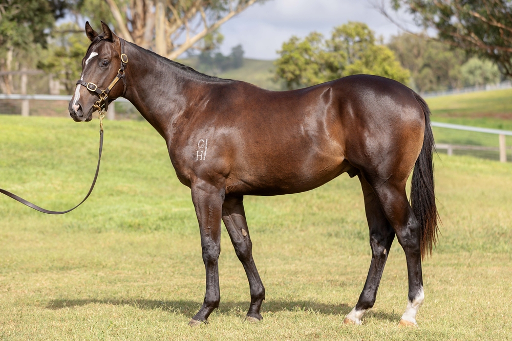 Supido (AUS) / Rookwood (NZ) 2023 Colt - Image 1