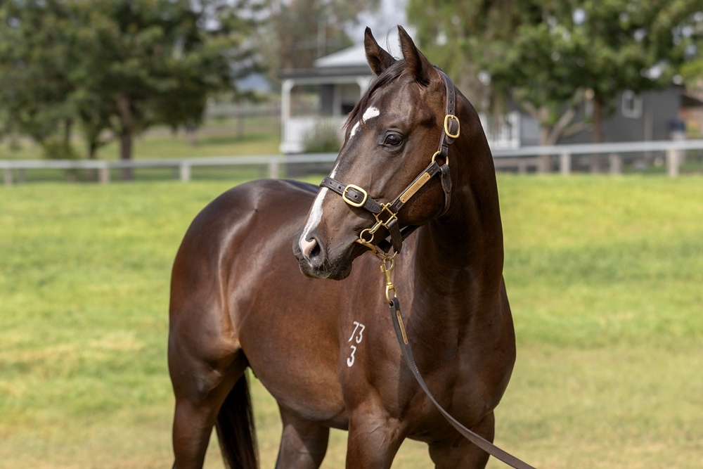 Supido (AUS) / Rookwood (NZ) 2023 Colt - Image 2